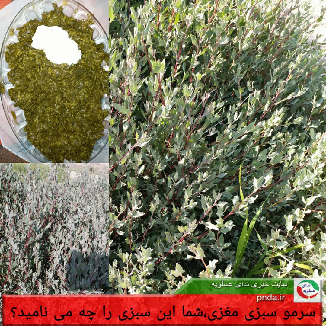 IMG-20190311-WA0017
